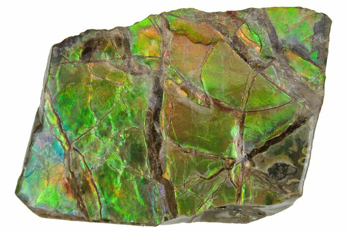 Iridescent Ammolite (Fossil Ammonite Shell) - Alberta #236416